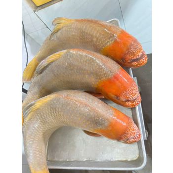 Cá Anh Vũ Đỏ -  Anh Vũ Đầu Vàng giá bao nhiêu - mua ở đâu - làm món gì ngon 