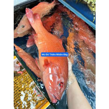 Cá Mú Đỏ Thiên Nhiên giá bao nhiêu - Bán ở đâu - Làm món gì ngon