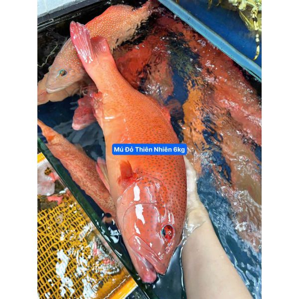 Cá Mú Đỏ Thiên Nhiên giá bao nhiêu - Bán ở đâu - Làm món gì ngon