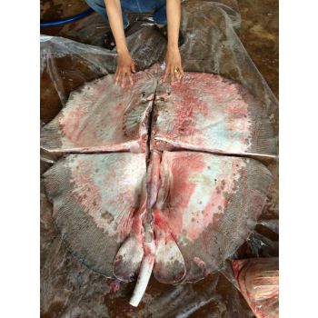 Cá Đuối mekong khủng  giá bao nhiêu - mua ở đâu TpHCM - làm món gì ngon